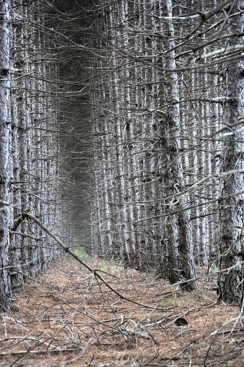 A dense forest of white bark tall trees arranged in ordered rows.