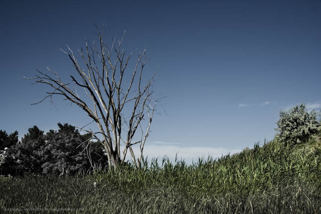 Sharp sawgrass on a hillside, with the branches of a dead tree extending up above. A clear blue sky is behind with no clouds.