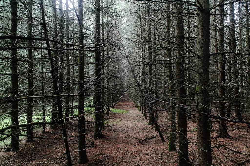 Hundreds of trees are planted in a regular grid, with a forest floor covered in brown pine needles. The space between the trees extends like a long corridor into the distance.