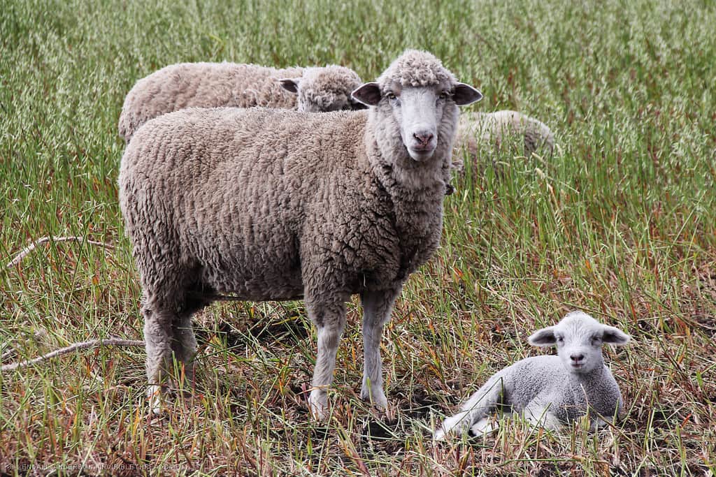 Mother sheep standing over a baby lamb lying down in a tall grass field. Both are staring intently at the camera.
