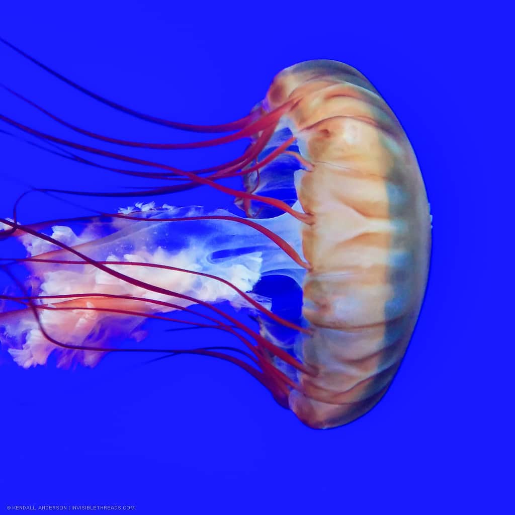 A single jellyfish swims from the left to the right, against a clear blue background. The jellyfish is light orange, and has deep red tentacles trailing behind it.