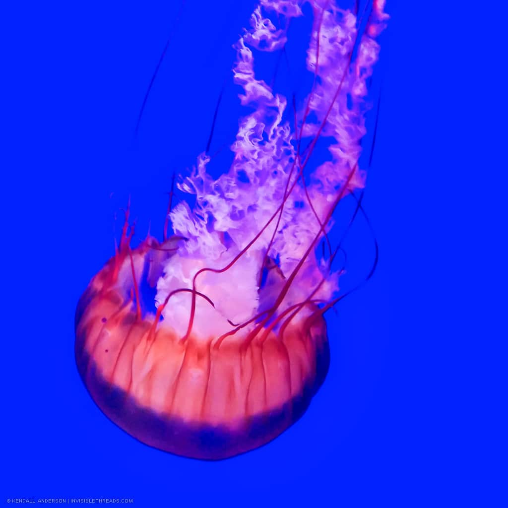 An orange jellyfish is moving down inside a water tank with a bright blue wall. Red and light purple tentacles are trailing behind the jellyfish.