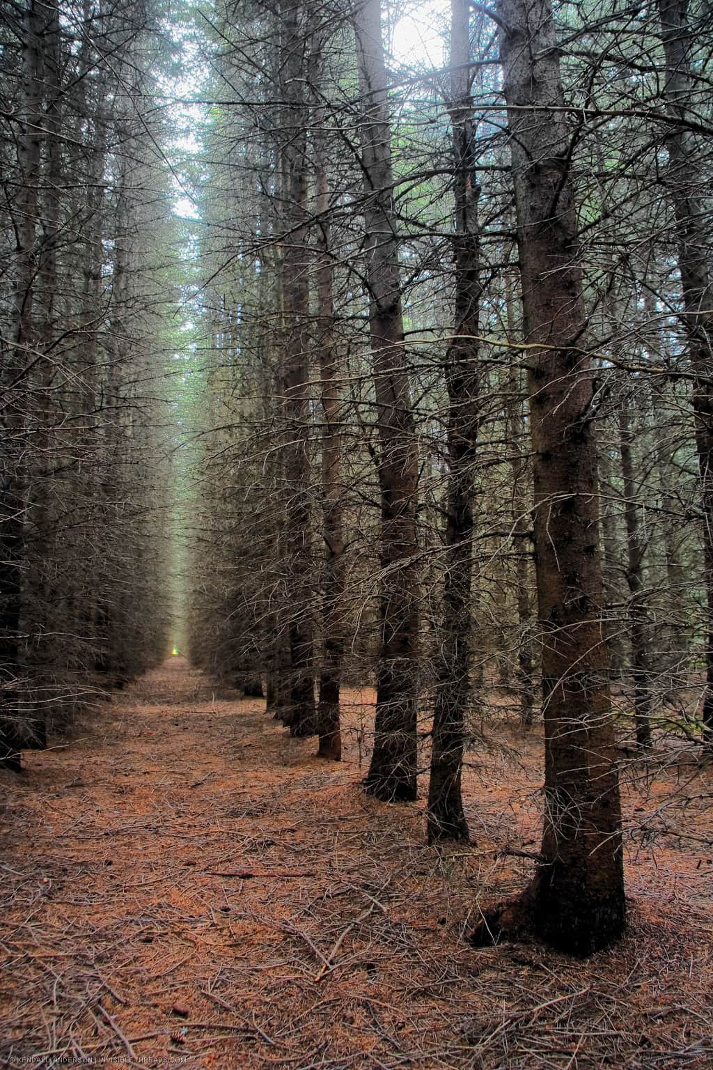 A dense forest of tall trees, forming corridors in the forest. The ground is covered with dropped pine needles.