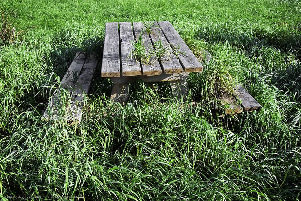 An old picnic table sits in a field of tall overgrown grass. The green grass is tall enough that it is growing through the top of the picnic table.
