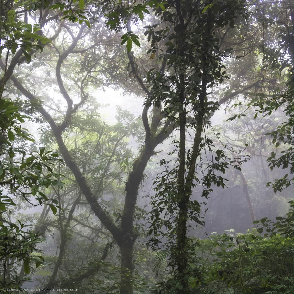 Layers of trees recede into the lush and misty cloud forest jungle. The sky shines through the mist silhouetting branches against the dense jungle.