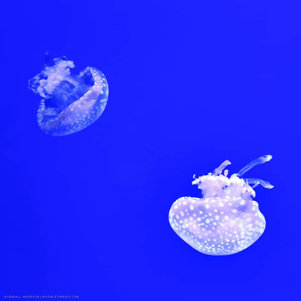 Two mostly transparent jellyfish with white spots are in an aquarium tank. The background wall is a bright solid blue colour.