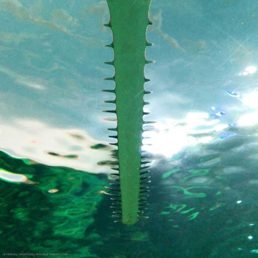 The front of a sawfish shark divides the image in 2. Many teeth line both edges of the sawfish. The background is blurry.