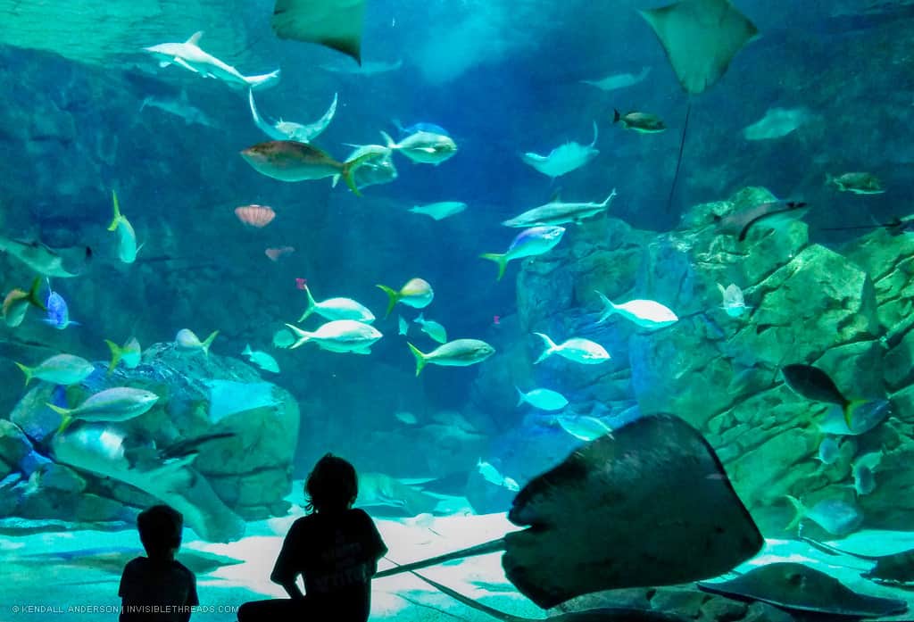 The silhouette of two children is in front of a large aquarium tank. Inside the tank, stingrays and other large fish swim around.