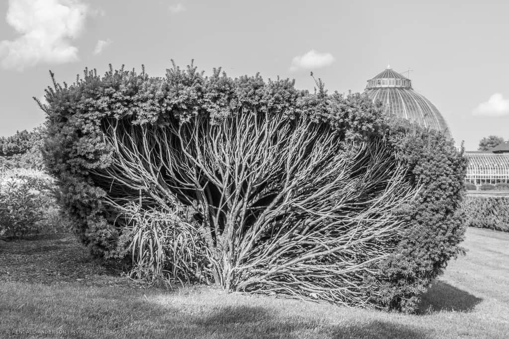 A large natural hedge which has been cut, revealing the dense interior of branches and roots